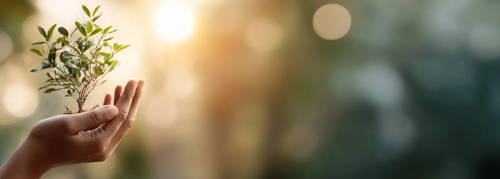 Święto Drzewa z Noble Lashes – ekologia w branży beauty